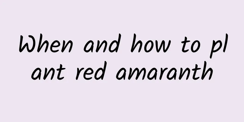 When and how to plant red amaranth