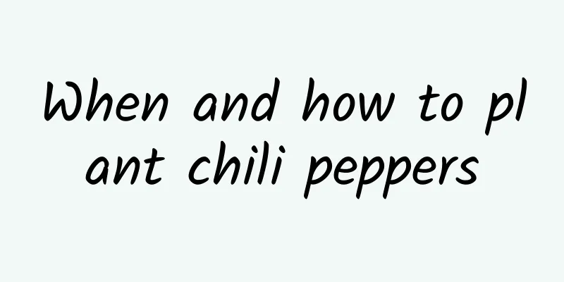 When and how to plant chili peppers