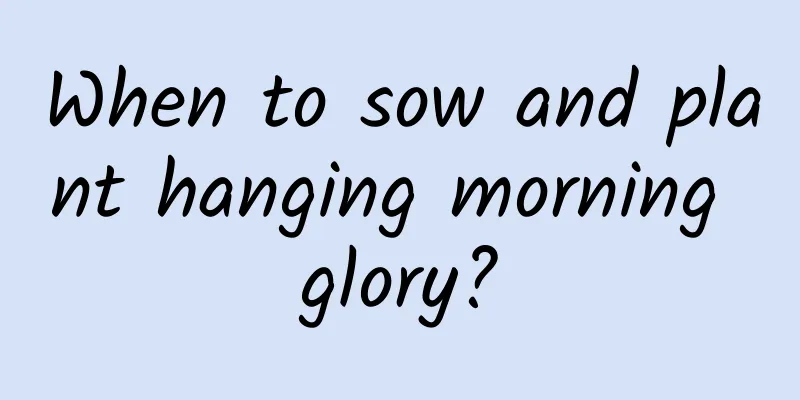 When to sow and plant hanging morning glory?