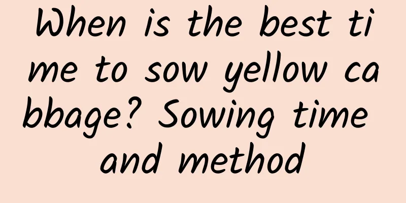 When is the best time to sow yellow cabbage? Sowing time and method
