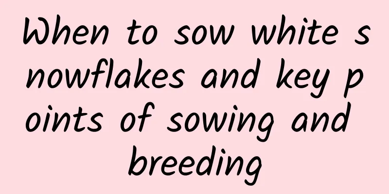 When to sow white snowflakes and key points of sowing and breeding