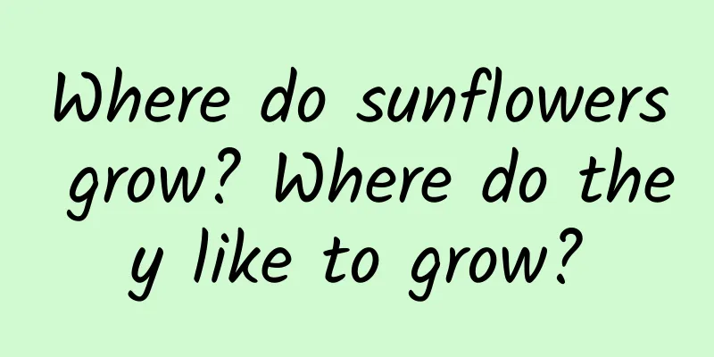 Where do sunflowers grow? Where do they like to grow?