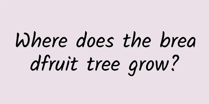 Where does the breadfruit tree grow?