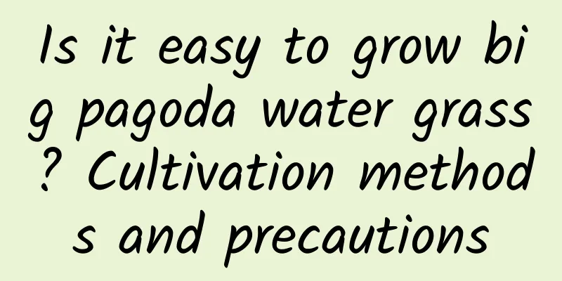Is it easy to grow big pagoda water grass? Cultivation methods and precautions