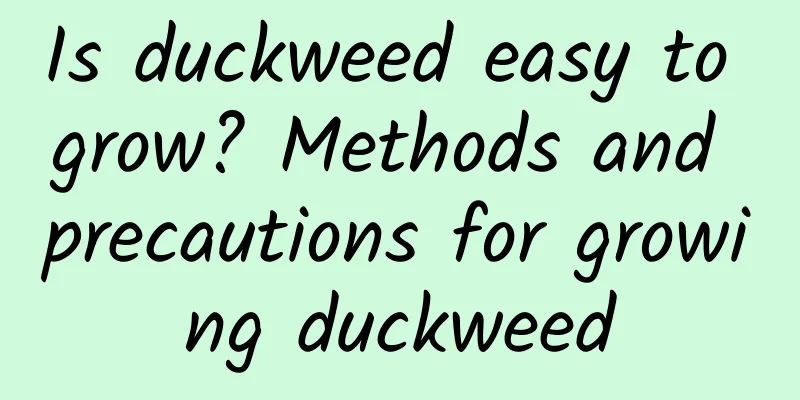Is duckweed easy to grow? Methods and precautions for growing duckweed