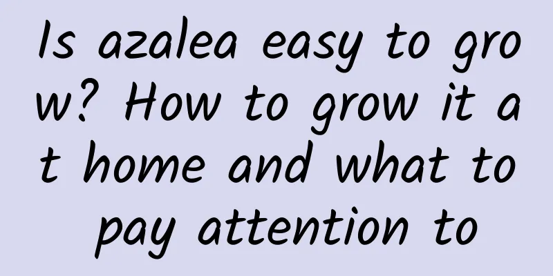 Is azalea easy to grow? How to grow it at home and what to pay attention to