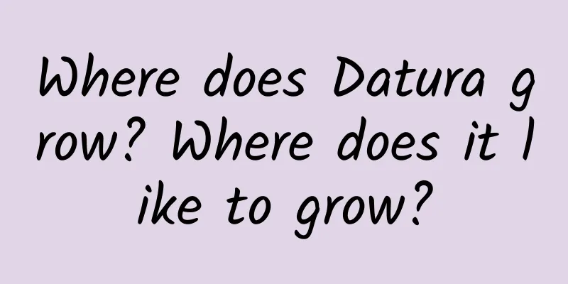 Where does Datura grow? Where does it like to grow?