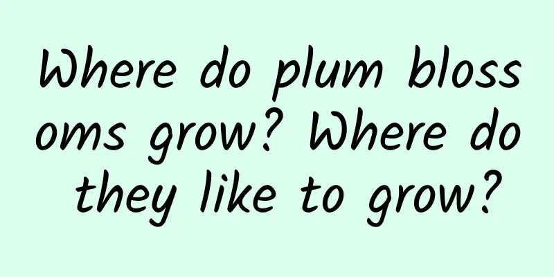 Where do plum blossoms grow? Where do they like to grow?