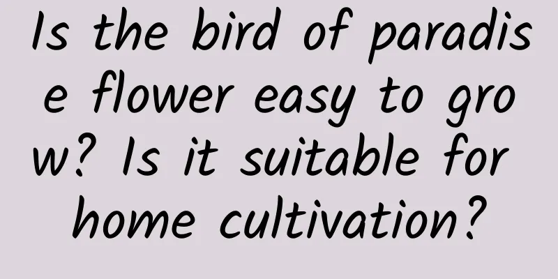 Is the bird of paradise flower easy to grow? Is it suitable for home cultivation?