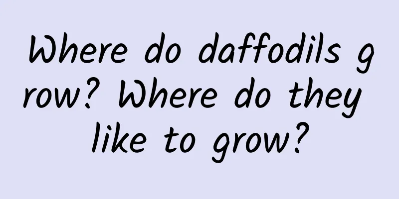 Where do daffodils grow? Where do they like to grow?