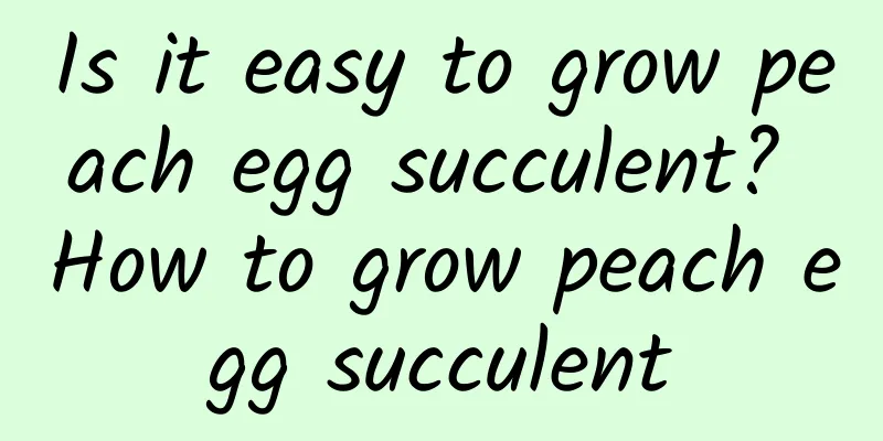 Is it easy to grow peach egg succulent? How to grow peach egg succulent