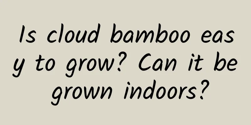 Is cloud bamboo easy to grow? Can it be grown indoors?