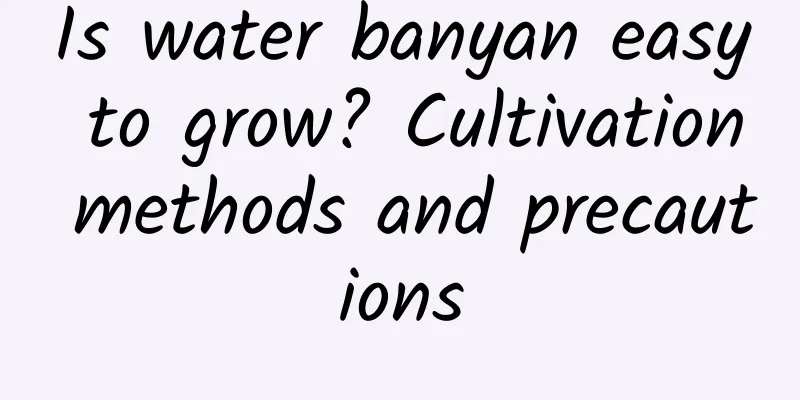Is water banyan easy to grow? Cultivation methods and precautions