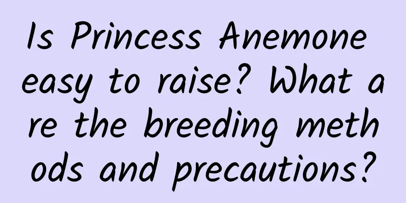 Is Princess Anemone easy to raise? What are the breeding methods and precautions?