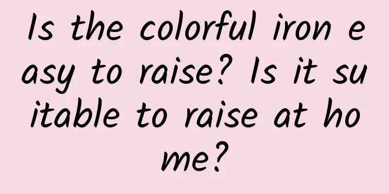 Is the colorful iron easy to raise? Is it suitable to raise at home?