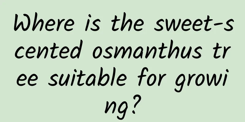Where is the sweet-scented osmanthus tree suitable for growing?