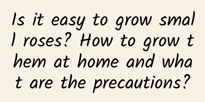 Is it easy to grow small roses? How to grow them at home and what are the precautions?