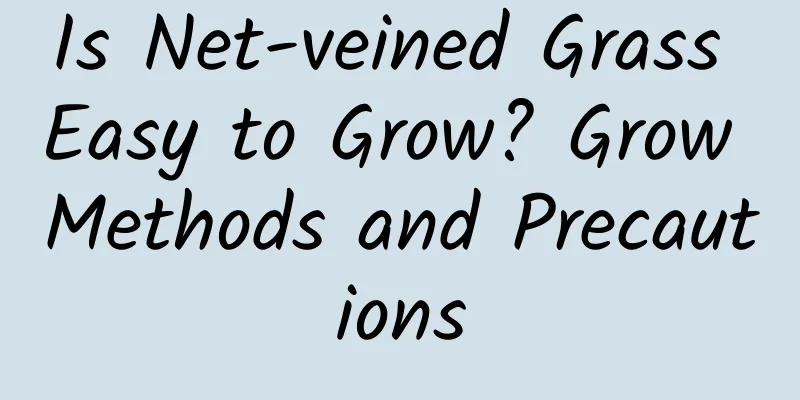 Is Net-veined Grass Easy to Grow? Grow Methods and Precautions
