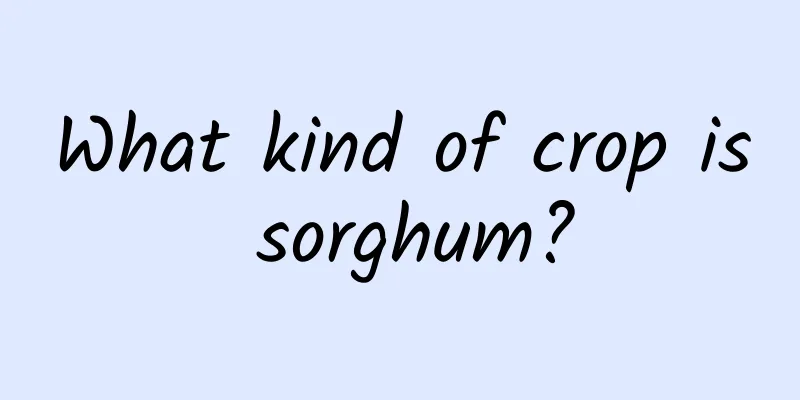 What kind of crop is sorghum?