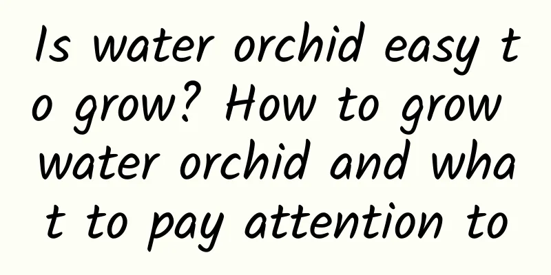 Is water orchid easy to grow? How to grow water orchid and what to pay attention to