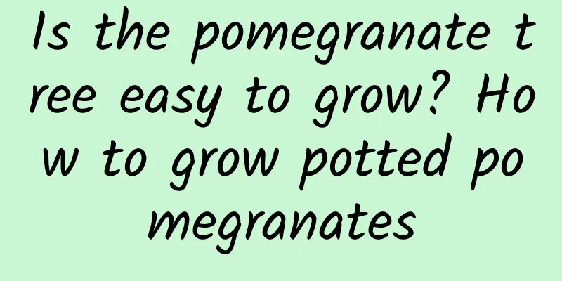 Is the pomegranate tree easy to grow? How to grow potted pomegranates
