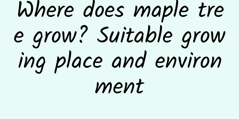 Where does maple tree grow? Suitable growing place and environment
