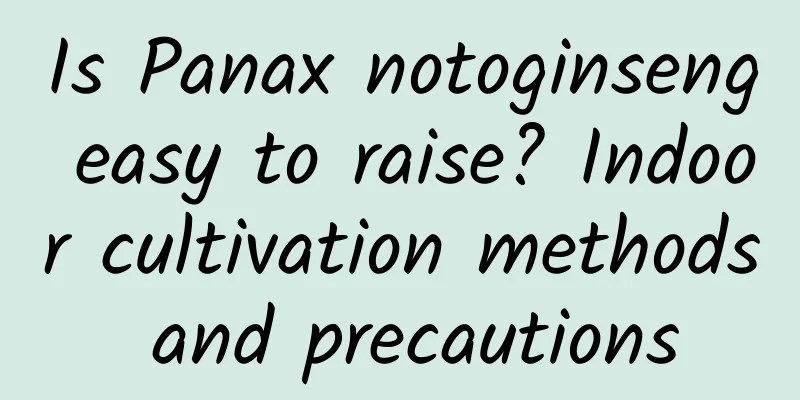 Is Panax notoginseng easy to raise? Indoor cultivation methods and precautions
