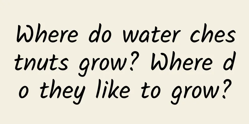Where do water chestnuts grow? Where do they like to grow?