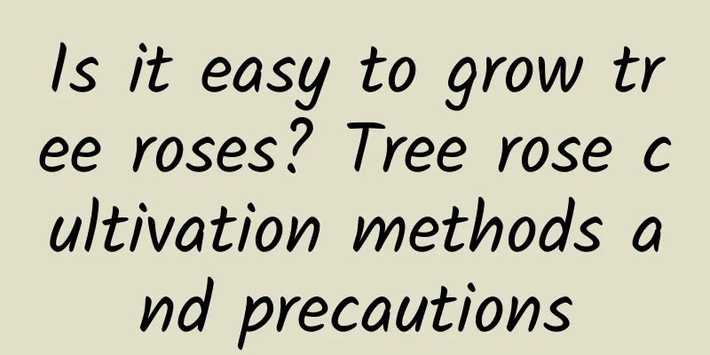 Is it easy to grow tree roses? Tree rose cultivation methods and precautions