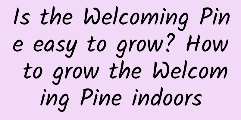 Is the Welcoming Pine easy to grow? How to grow the Welcoming Pine indoors