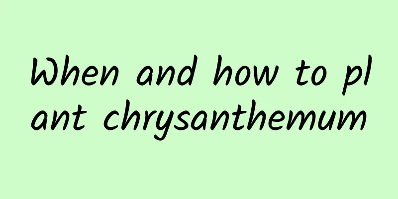 When and how to plant chrysanthemum