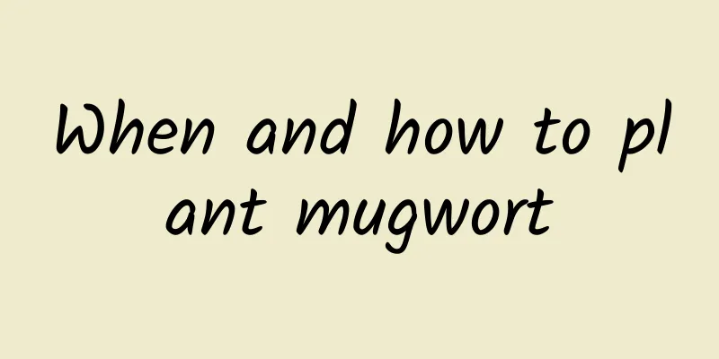 When and how to plant mugwort