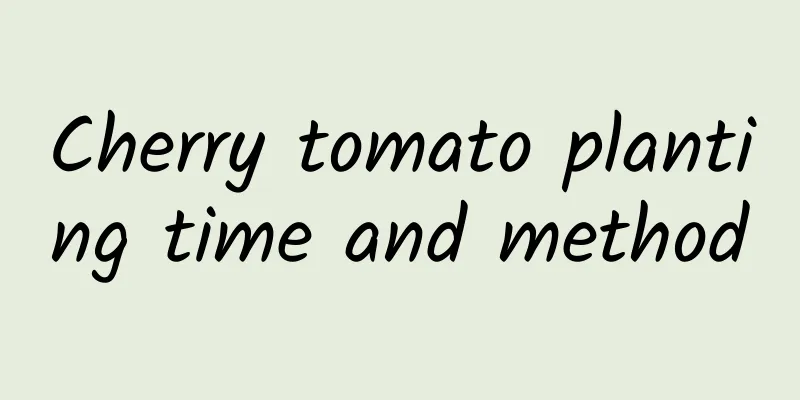 Cherry tomato planting time and method
