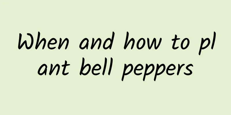 When and how to plant bell peppers