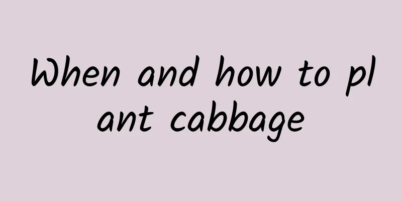 When and how to plant cabbage