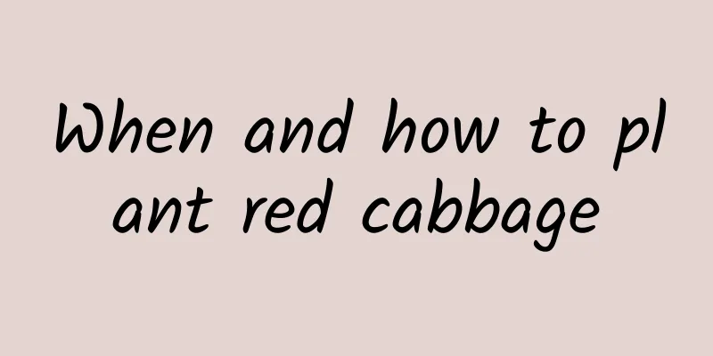 When and how to plant red cabbage
