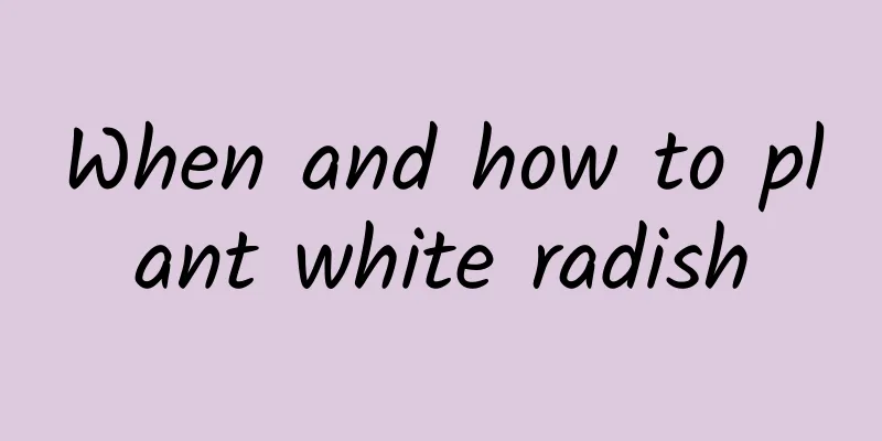 When and how to plant white radish