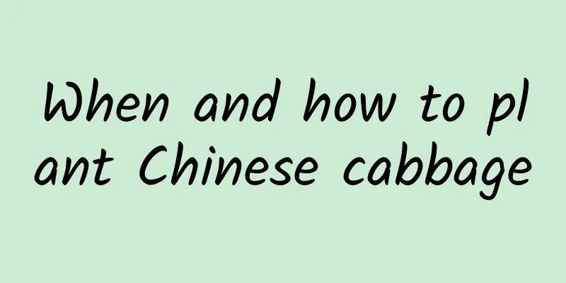 When and how to plant Chinese cabbage
