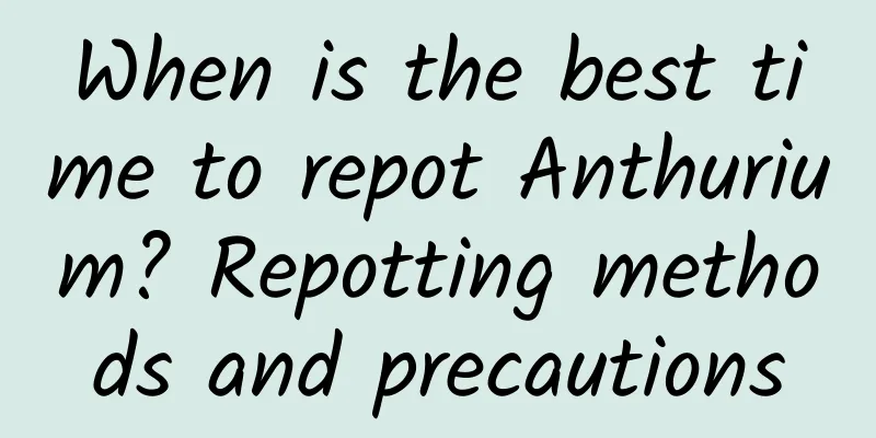 When is the best time to repot Anthurium? Repotting methods and precautions