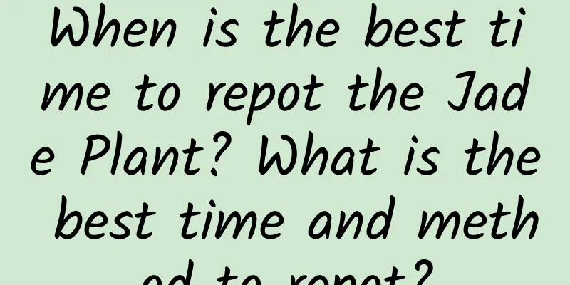 When is the best time to repot the Jade Plant? What is the best time and method to repot?