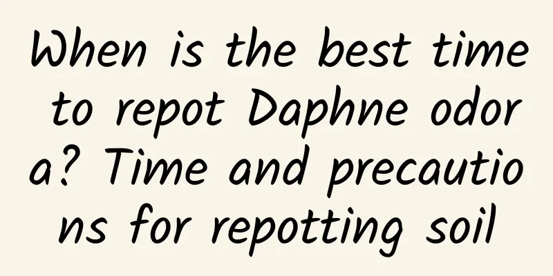 When is the best time to repot Daphne odora? Time and precautions for repotting soil