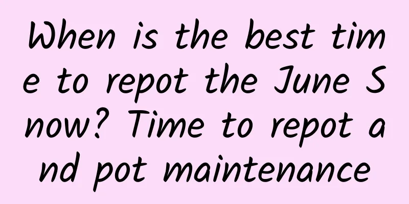 When is the best time to repot the June Snow? Time to repot and pot maintenance