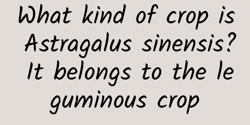 What kind of crop is Astragalus sinensis? It belongs to the leguminous crop