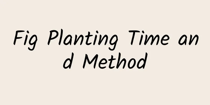 Fig Planting Time and Method