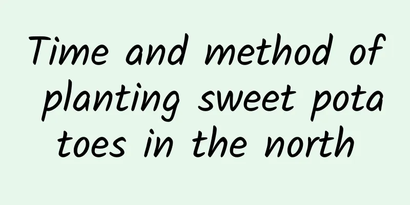 Time and method of planting sweet potatoes in the north