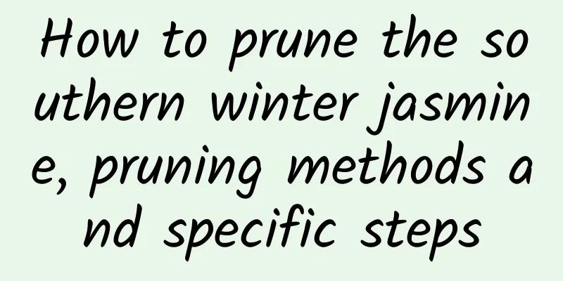 How to prune the southern winter jasmine, pruning methods and specific steps