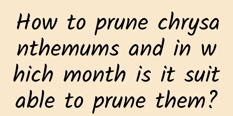 How to prune chrysanthemums and in which month is it suitable to prune them?