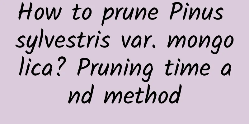 How to prune Pinus sylvestris var. mongolica? Pruning time and method