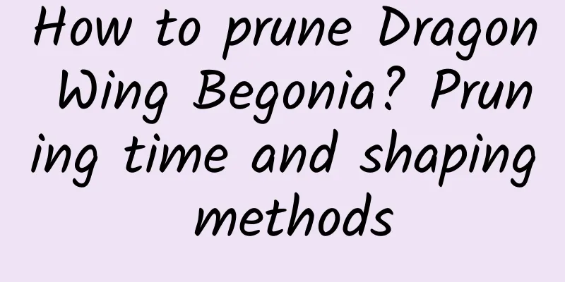 How to prune Dragon Wing Begonia? Pruning time and shaping methods
