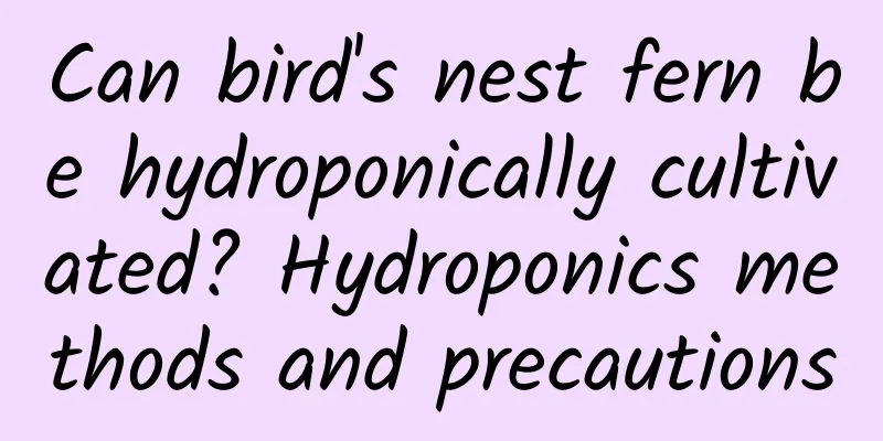 Can bird's nest fern be hydroponically cultivated? Hydroponics methods and precautions